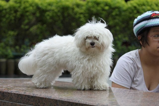 Small white fluffy dog on a wall in a Hong Kong park