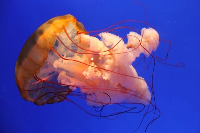 Jellyfish with trailing tentacles at the Ocean Park aquarium