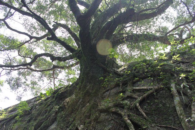 Ancient banyan tree with massive exposed roots, viewed from below through the canopy